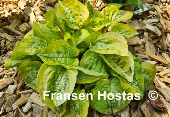 Hosta Silver Threads and Golden Needles